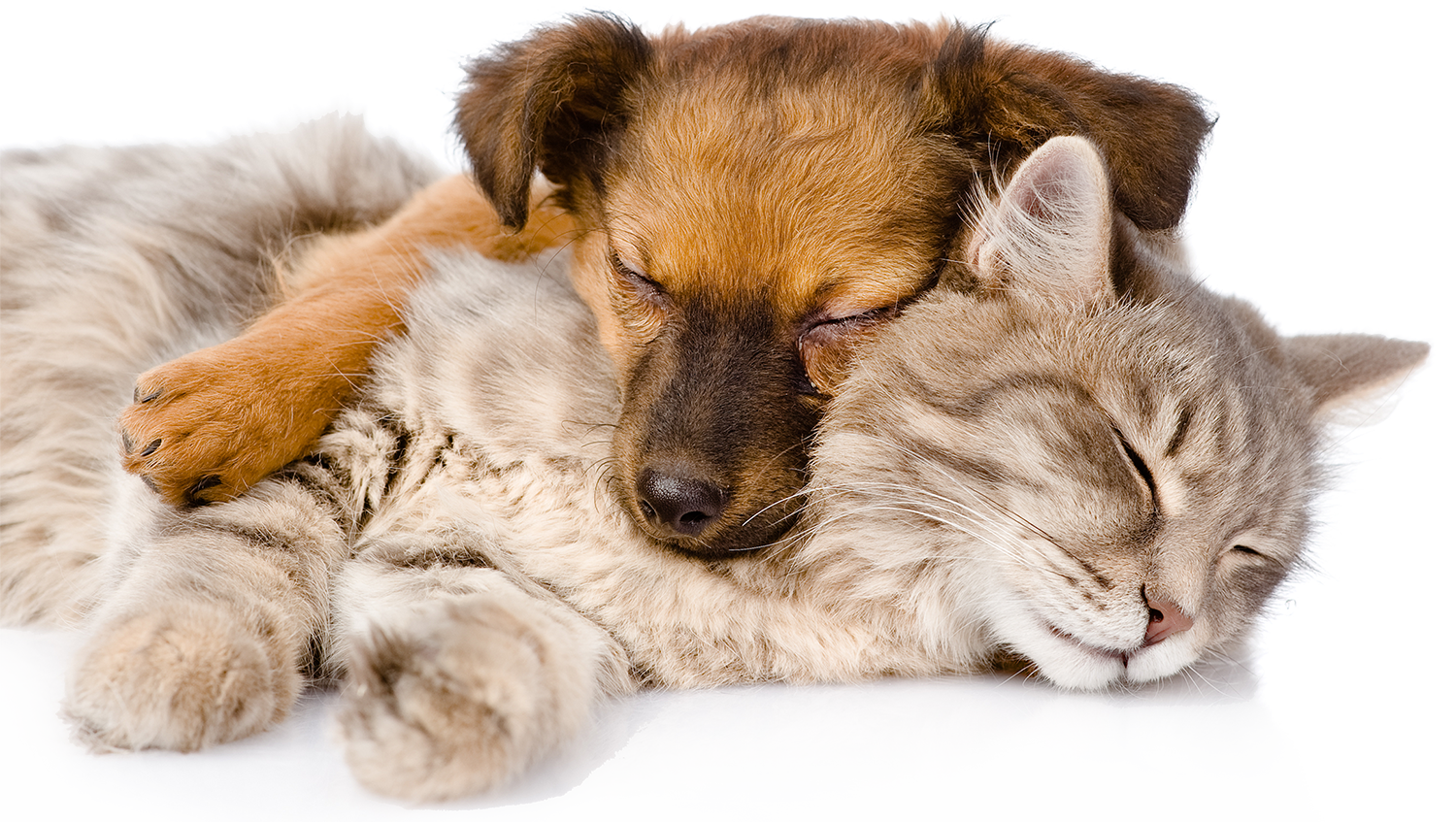 Kitten and puppy cuddling