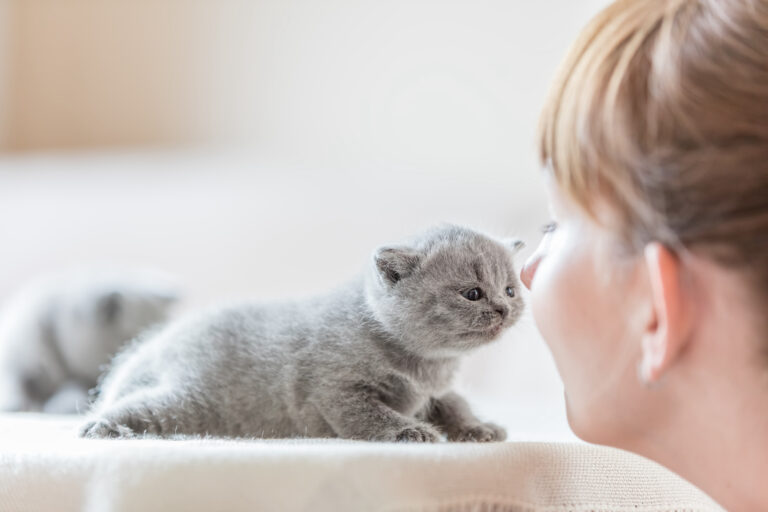 Why Do Cats Rub Their Face On You? Houdi's Foodies