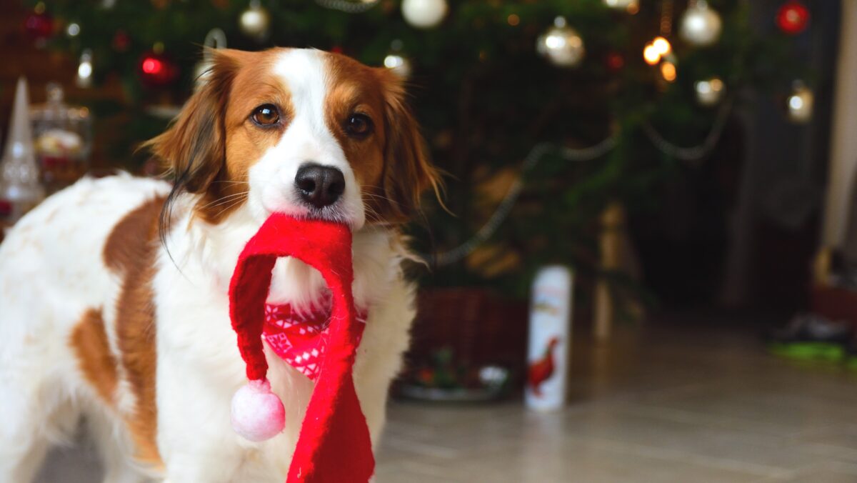 Dog holding a Santa hat